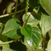 Peperomia pellucida (L.) Kunth